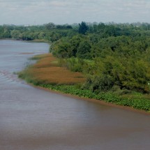 Junge like shore of Rio Parana